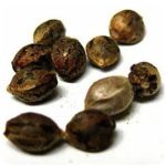 Семена марихуаны АК-47  (Seeds AK-47) в Камбарке